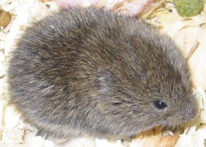 voles